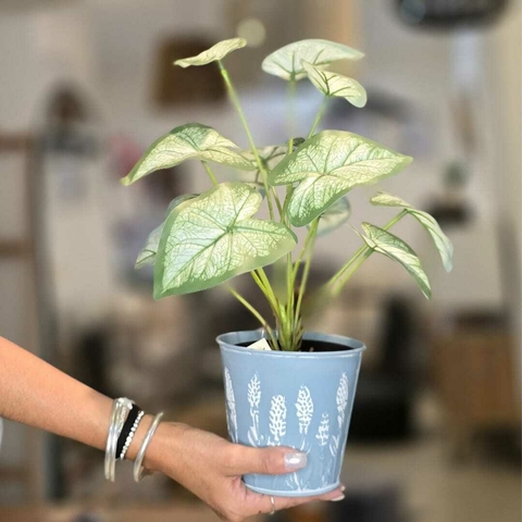 PLANTA 40CM