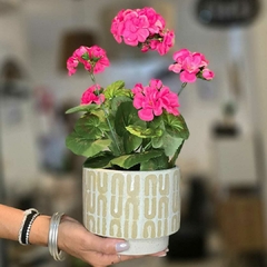 BEGONIA 35CM