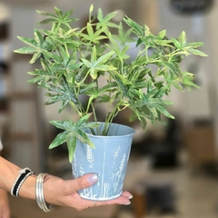 PLANTA 38CM