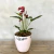 Cachepot Genoa Bee - comprar online