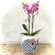 Vaso Bee