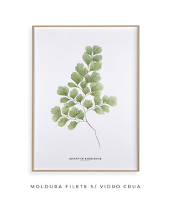 Quadro Decorativo Avenca - Flowersjuls - Quadros botânicos decorativos | Aquarelas autorais