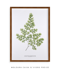 Quadro Decorativo Avenca II - loja online