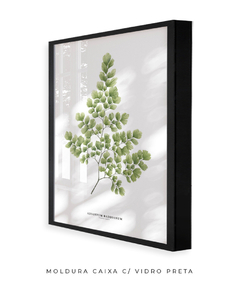 Quadro Decorativo Avenca II - comprar online