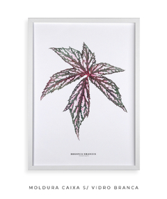 Quadro decorativo Begonia Grandis - loja online