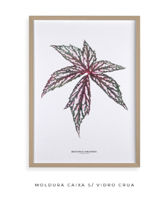 Quadro decorativo Begonia Grandis