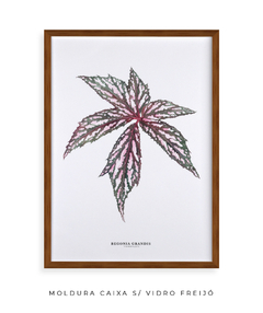 Quadro decorativo Begonia Grandis - loja online