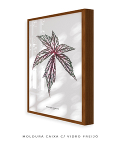 Quadro decorativo Begonia Grandis na internet