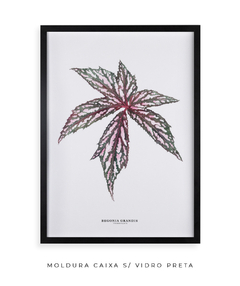 Quadro decorativo Begonia Grandis