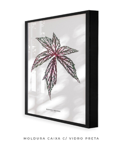 Quadro decorativo Begonia Grandis - comprar online