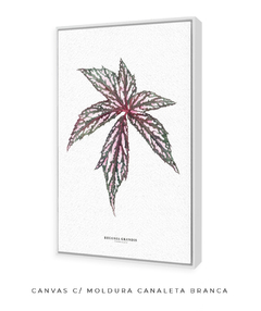 Imagem do Quadro decorativo Begonia Grandis