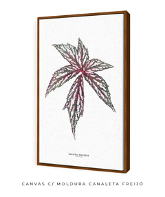 Quadro decorativo Begonia Grandis - comprar online