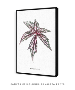 Quadro decorativo Begonia Grandis - Flowersjuls - Quadros botânicos decorativos | Aquarelas autorais