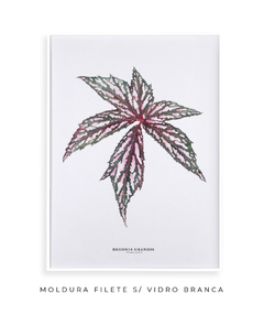 Quadro decorativo Begonia Grandis - Flowersjuls - Quadros botânicos decorativos | Aquarelas autorais