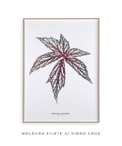 Quadro decorativo Begonia Grandis na internet