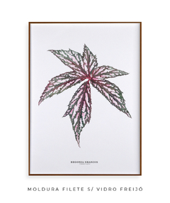 Quadro decorativo Begonia Grandis - loja online