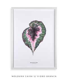 Quadro decorativo Begonia Rex - loja online