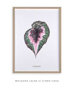 Quadro decorativo Begonia Rex