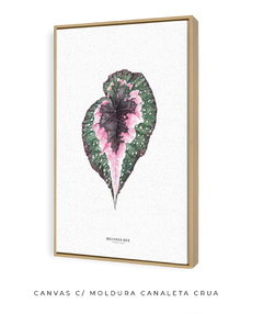 Quadro decorativo Begonia Rex