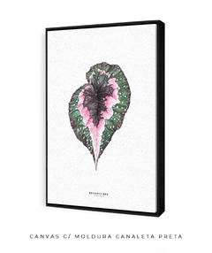 Quadro decorativo Begonia Rex - Flowersjuls - Quadros botânicos decorativos | Aquarelas autorais