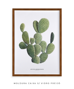 Quadro DECORATIVO Cactos Opuntia na internet