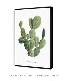 Quadro DECORATIVO Cactos Opuntia - loja online