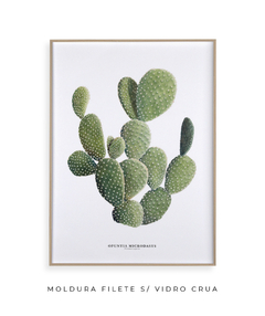 Quadro DECORATIVO Cactos Opuntia - Flowersjuls - Quadros botânicos decorativos | Aquarelas autorais