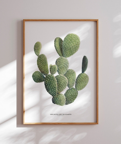 Quadro DECORATIVO Cactos Opuntia