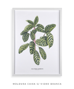 Quadro decorativo Calathea Zebrina - loja online