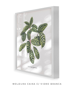 Quadro decorativo Calathea Zebrina - comprar online