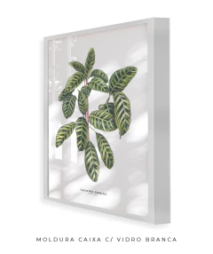 Quadro decorativo Calathea Zebrina - comprar online