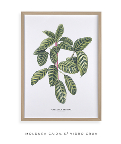 Quadro decorativo Calathea Zebrina