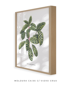 Quadro decorativo Calathea Zebrina na internet