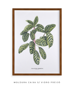 Quadro decorativo Calathea Zebrina - Flowersjuls - Quadros botânicos decorativos | Aquarelas autorais