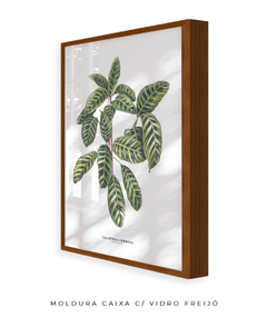 Quadro decorativo Calathea Zebrina - loja online