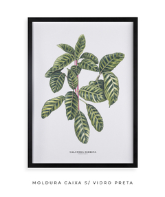 Quadro decorativo Calathea Zebrina - loja online