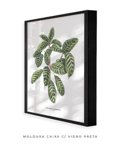 Imagem do Quadro decorativo Calathea Zebrina