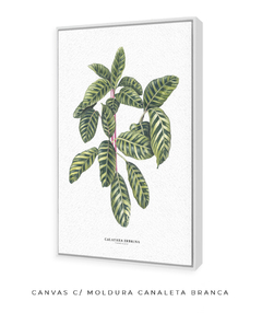 Imagem do Quadro decorativo Calathea Zebrina