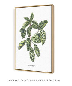 Quadro decorativo Calathea Zebrina - Flowersjuls - Quadros botânicos decorativos | Aquarelas autorais