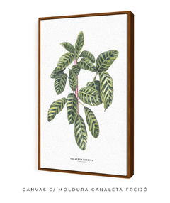 Quadro decorativo Calathea Zebrina - loja online