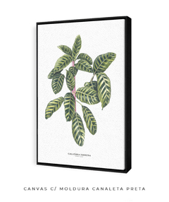 Imagem do Quadro decorativo Calathea Zebrina