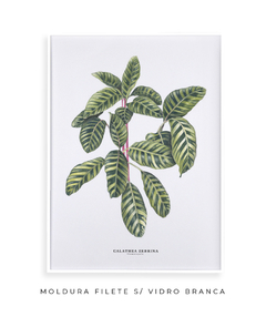 Imagem do Quadro decorativo Calathea Zebrina