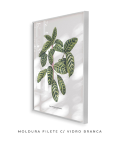 Quadro decorativo Calathea Zebrina na internet