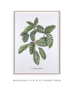 Quadro decorativo Calathea Zebrina na internet