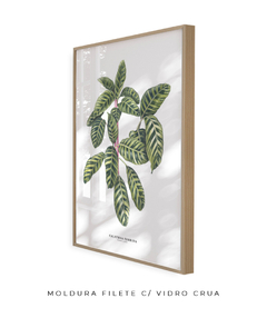 Quadro decorativo Calathea Zebrina - Flowersjuls - Quadros botânicos decorativos | Aquarelas autorais