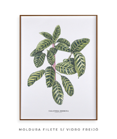 Imagem do Quadro decorativo Calathea Zebrina