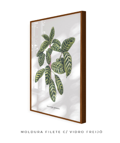 Imagem do Quadro decorativo Calathea Zebrina