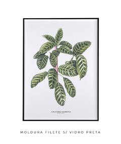 Quadro decorativo Calathea Zebrina - Flowersjuls - Quadros botânicos decorativos | Aquarelas autorais