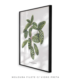 Quadro decorativo Calathea Zebrina - comprar online