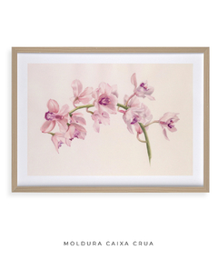 Imagem do Quadro Decorativo Cymbidium